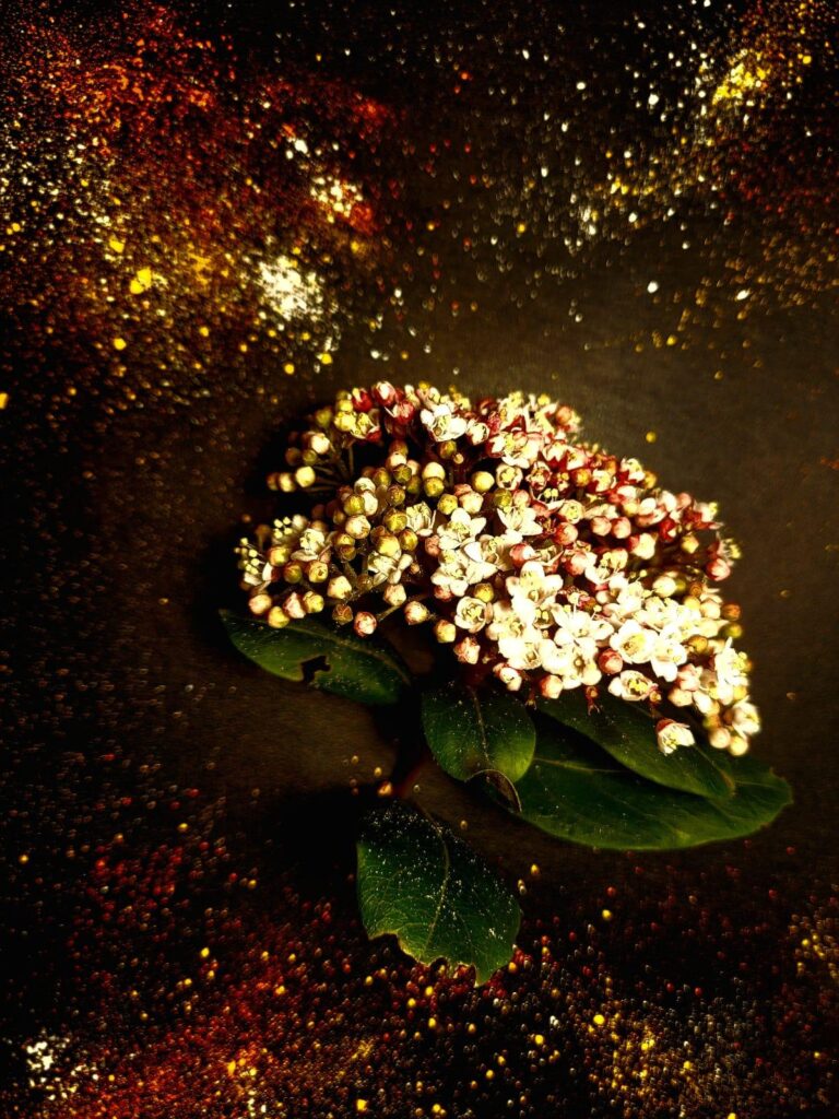 A cluster of small, white flowers with pinkish buds rests on green leaves against a dark background. The scene is surrounded by a sprinkle of red and yellow glitter, creating a starry effect.